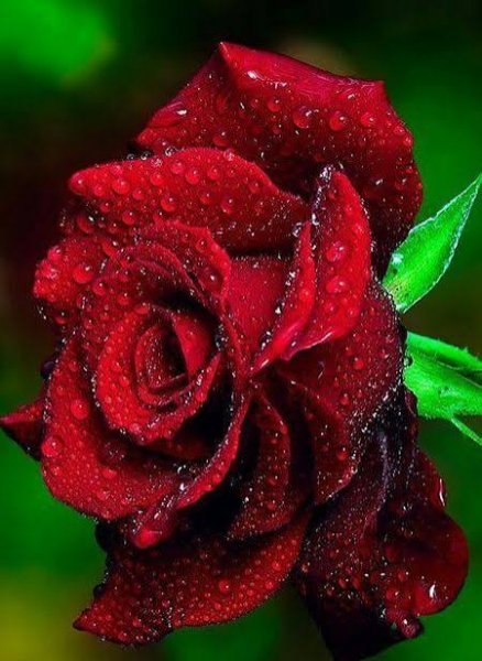  والپیپر گل رز