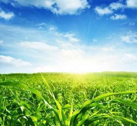 عکس زیبا از مزرعه ذرت با کیفیت فول اچ دی