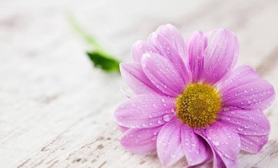  عکس گل های زیبا با کیفیت اچ دی