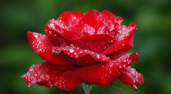  عکس گل های زیبا با کیفیت اچ دی