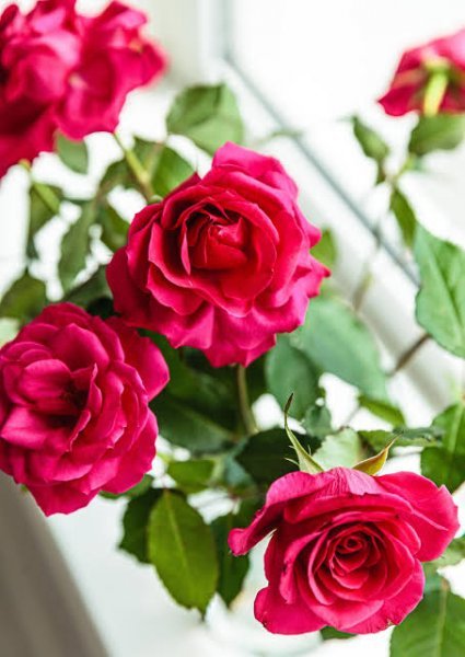  عکس گل های زیبا با کیفیت اچ دی