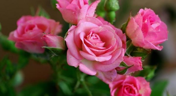  عکس گل های زیبا با کیفیت اچ دی