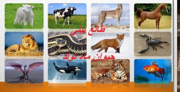  عکس حیوان ماه تولد