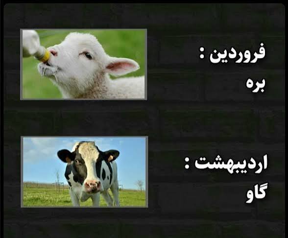  عکس حیوان ماه تولد
