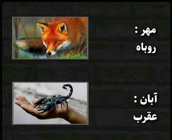  عکس حیوان ماه تولد بهمن