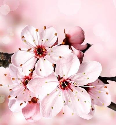  عکس گل‌های زیبا برای پروفایل بهاری و زنانه