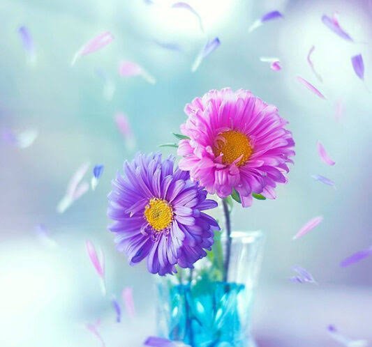  عکس گل‌های زیبا برای پروفایل بهاری و زنانه