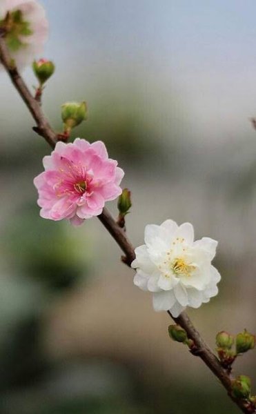  عکس گل‌های زیبا برای پروفایل بهاری و زنانه
