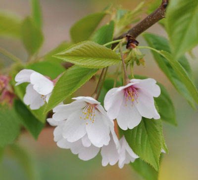  عکس گل‌های زیبا برای پروفایل بهاری و زنانه