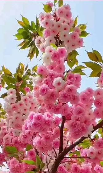  عکس گل‌های زیبا برای پروفایل بهاری و زنانه