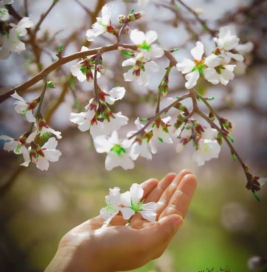  عکس گل‌های زیبا برای پروفایل بهاری و زنانه