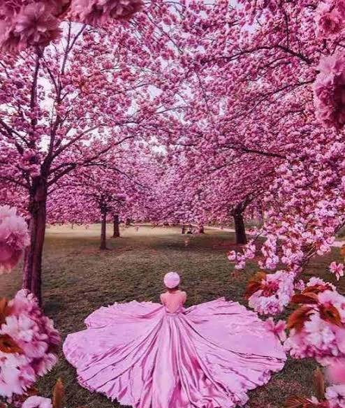  عکس گل‌های زیبا برای پروفایل بهاری و زنانه