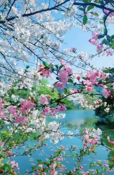  عکس گل‌های زیبا برای پروفایل بهاری و زنانه