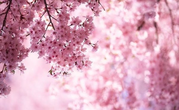  عکس گل‌های زیبا برای پروفایل بهاری و زنانه