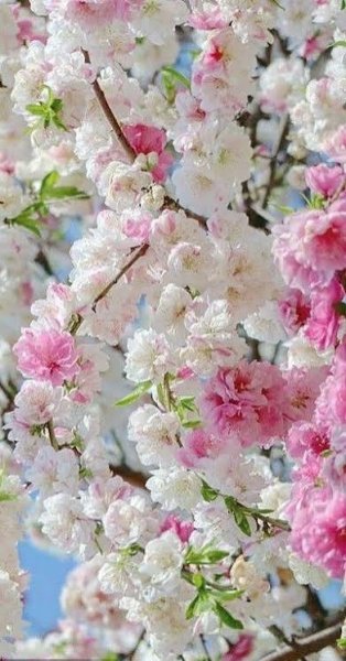  عکس گل‌های زیبا برای پروفایل بهاری و زنانه