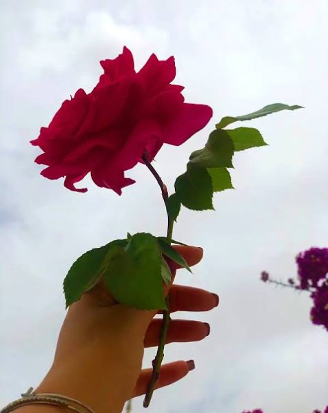  عکس گل‌های زیبا برای پروفایل بهاری و زنانه