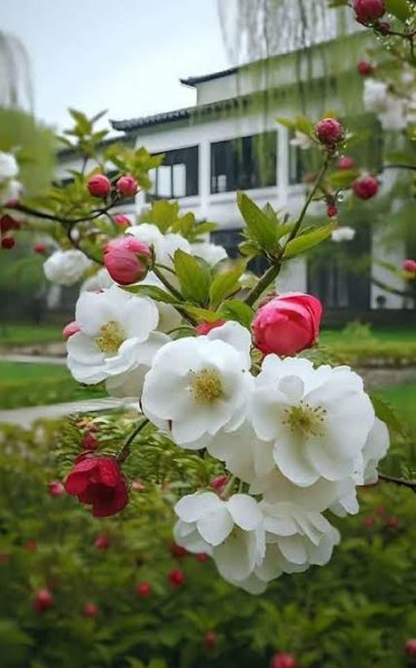  عکس گل‌های زیبا برای پروفایل بهاری و زنانه