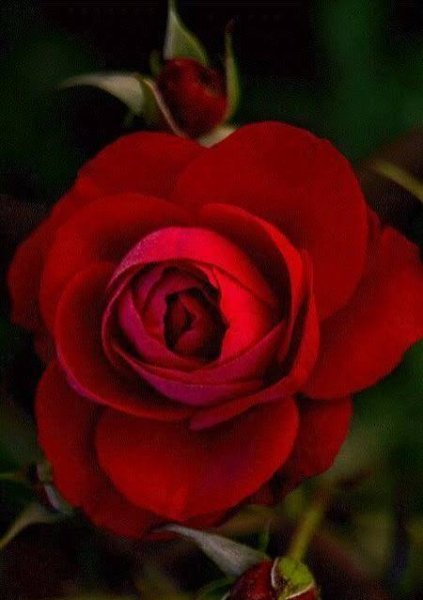  عکس گلهای بسیار زیبای جهان برای پروفایل