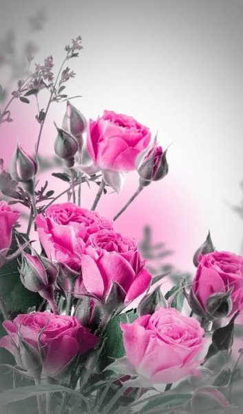  عکس گلهای بسیار زیبای جهان برای پروفایل