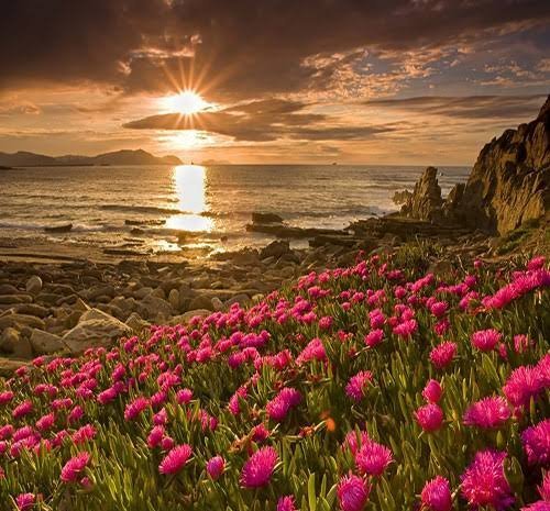  عکس گلهای بسیار زیبای جهان برای پروفایل