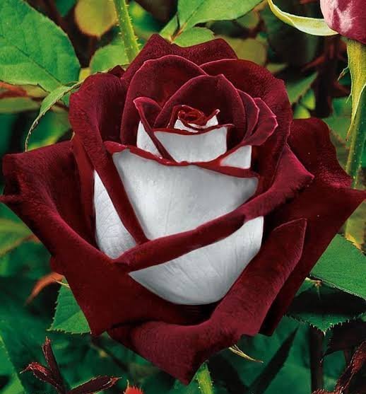  عکس گلهای بسیار زیبای جهان برای پروفایل