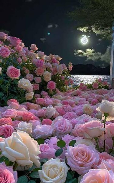  عکس گلهای بسیار زیبای جهان برای پروفایل