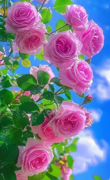  عکس گلهای بسیار زیبای جهان برای پروفایل