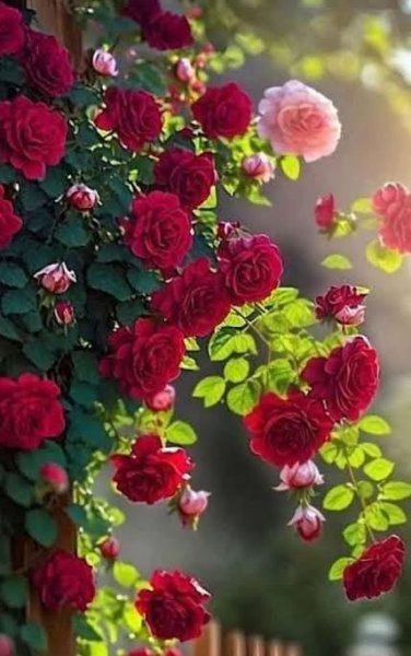  عکس گلهای بسیار زیبای جهان برای پروفایل