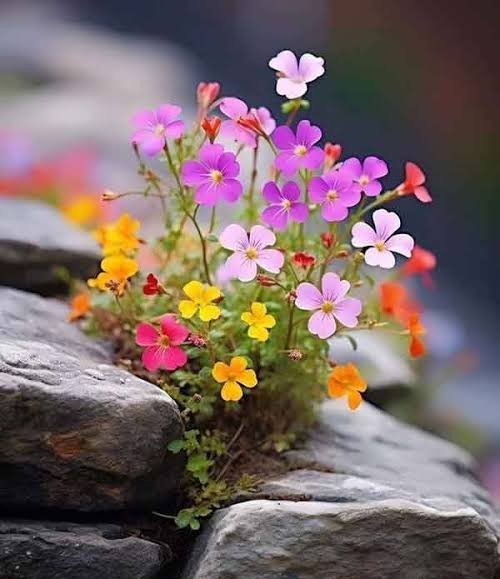  عکس گلهای بسیار زیبای جهان برای پروفایل
