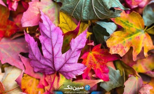 عکس رنگی با کیفیت بالا