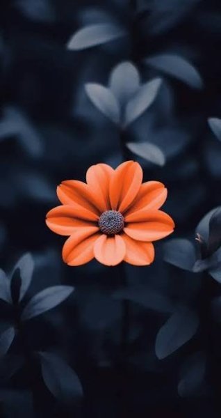  عکس رنگی ساده برای پروفایل