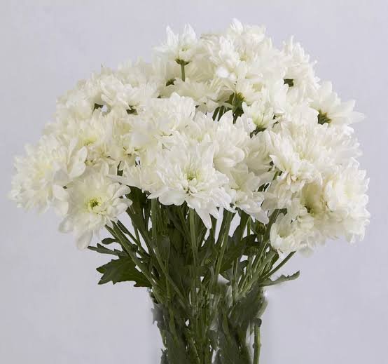 عکس دسته گل داودی سفید با کیفیت بالا