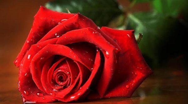  تصویر گل‌های زیبا با کیفیت بالا