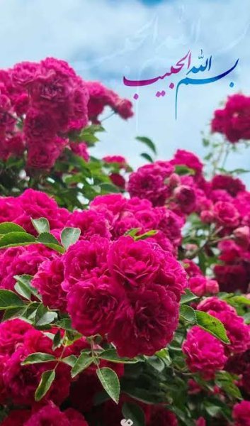  عکس گل زیبا جدید
