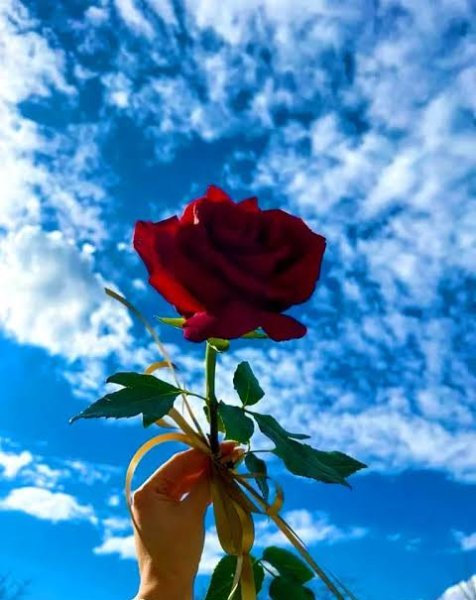  عکس گل زیبا جدید