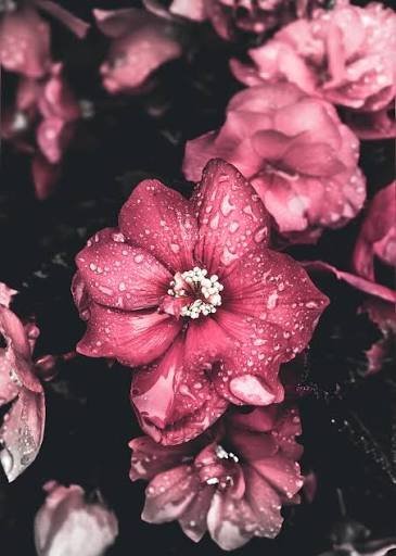  عکس گل زیبا جدید