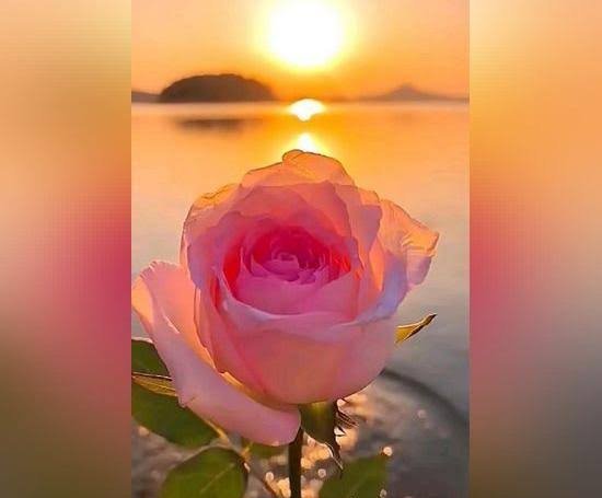  عکس گل زیبا جدید
