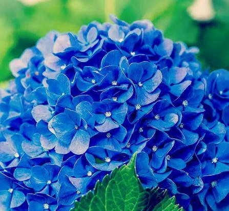  عکس گل ادریسی با کیفیت بالا