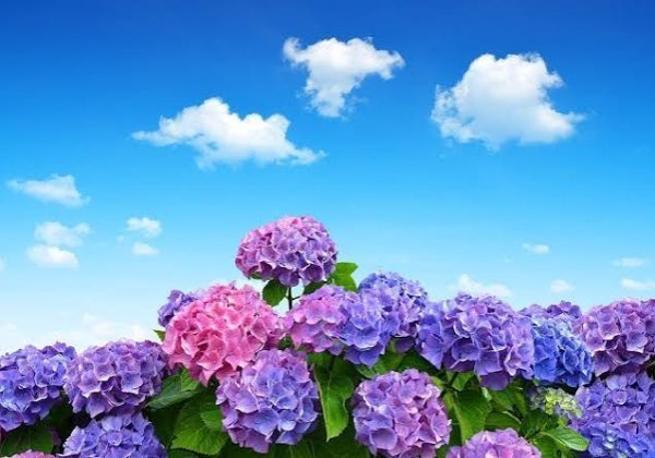  عکس گل ادریسی با کیفیت بالا