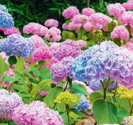  عکس گل ادریسی با کیفیت بالا