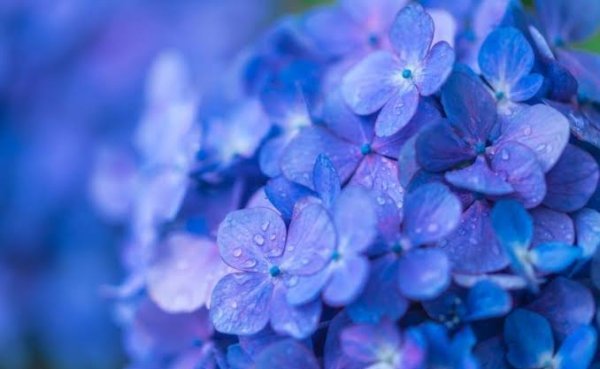  عکس گل ادریسی با کیفیت بالا