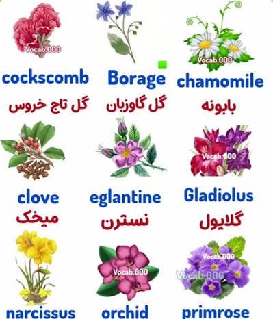 اسم انواع گل طبیعی با عکس
