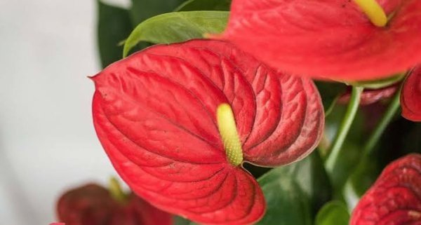  اسم انواع گل طبیعی با عکس