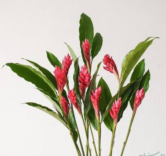  اسم انواع گل طبیعی با عکس