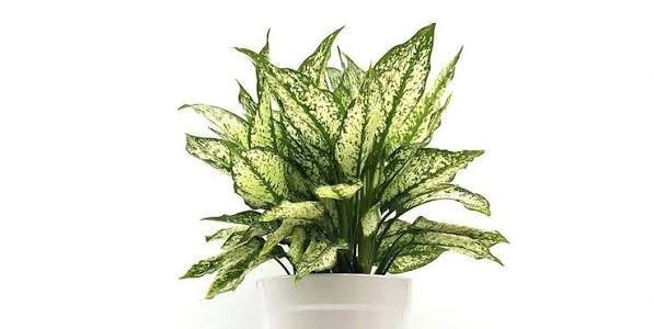  اسم انواع گل طبیعی با عکس