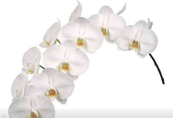  عکس گل ارکیده سفید برای پس زمینه