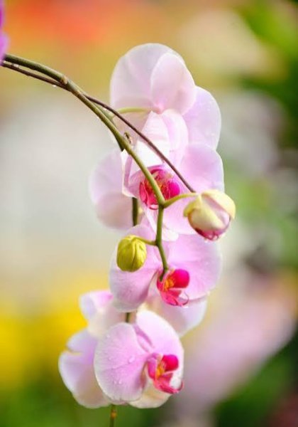  عکس گل ارکیده سفید برای پس زمینه
