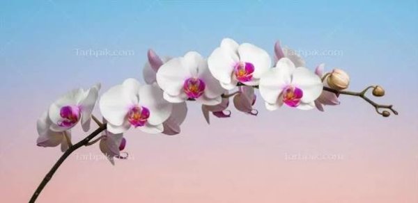  عکس گل ارکیده سفید برای پس زمینه