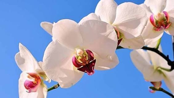  عکس گل ارکیده سفید برای پس زمینه