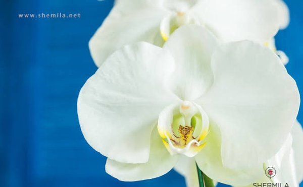  عکس گل ارکیده سفید برای پس زمینه